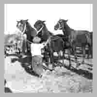 111-0717 Wehlauer Pferdemarkt - frueh uebt sich was ein Haendler werden will.jpg